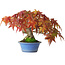 Acer palmatum, 15 cm, ± 20 anni, fotografato nei colori autunnali (20 ottobre)