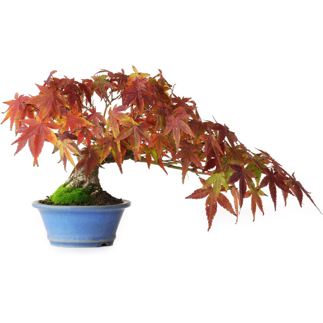 Acer palmatum, 15 cm, ± 20 years old, photographed in autumn colours (October 20)