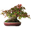 Acer palmatum, 19 cm, ± 30 ans, sans nebari fermé, mais avec une bonne conicité et des racines de 12,5 cm de large, dans un pot japonais fait main par Aiba Koyou, photographié aux couleurs d'automne (20 octobre)
