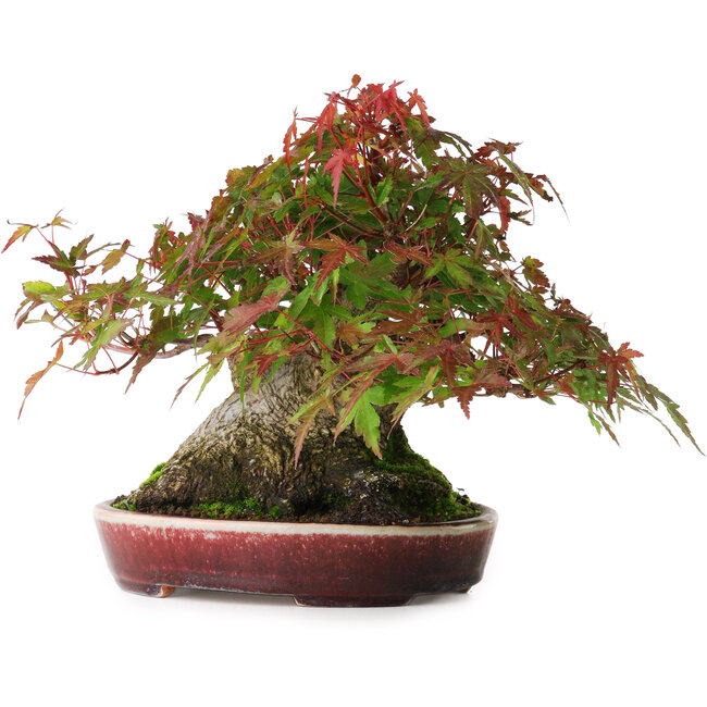 Acer palmatum, 19 cm, ± 30 ans, sans nebari fermé, mais avec une bonne conicité et des racines de 12,5 cm de large, dans un pot japonais fait main par Aiba Koyou, photographié aux couleurs d'automne (20 octobre)