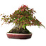 Acer palmatum, 19 cm, ± 30 jaar oud, zonder gesloten nebari, maar met goede versmalling en wortels van 12,5 cm breed, in een handgemaakte Japanse pot van Aiba Koyou, gefotografeerd in herfstkleuren (20 oktober)