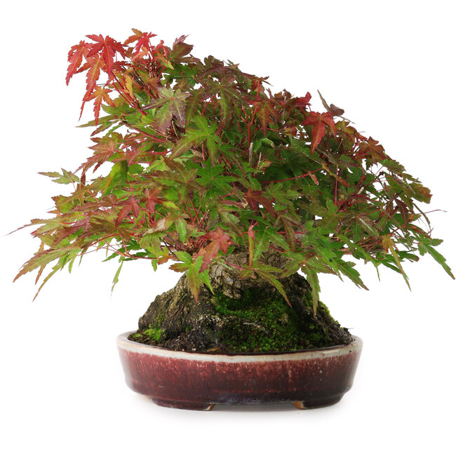 Acer palmatum, 19 cm, ± 30 Jahre alt, ohne geschlossenen Wurzelhals, aber mit guter Verjüngung und Wurzeln von 12,5 cm Breite, in einem handgefertigten japanischen Topf von Aiba Koyou, fotografiert in Herbstfarben (20. Oktober)
