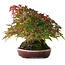Acer palmatum, 19 cm, ± 30 ans, sans nebari fermé, mais avec une bonne conicité et des racines de 12,5 cm de large, dans un pot japonais fait main par Aiba Koyou, photographié aux couleurs d'automne (20 octobre)