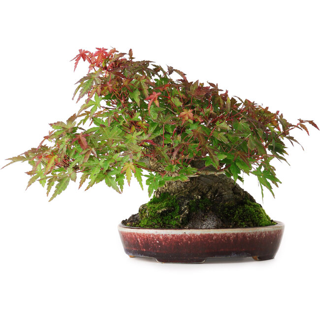 Acer palmatum, 19 cm, ± 30 años, sin nebari cerrado, pero con buen ahusamiento y raíces de 12,5 cm de ancho, en una maceta japonesa hecha a mano por Aiba Koyou, fotografiado en colores otoñales (octubre de 20)