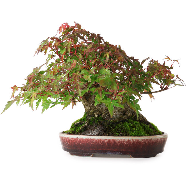 Acer palmatum, 19 cm, ± 30 ans, sans nebari fermé, mais avec une bonne conicité et des racines de 12,5 cm de large, dans un pot japonais fait main par Aiba Koyou, photographié aux couleurs d'automne (20 octobre)