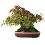 Acer palmatum, 19 cm, ± 30 years old, without a closed nebari, but with good tapering and roots of 12,5 cm wide, in a handmade Japanese pot by Aiba Koyou, photographed in autumn colours (October 20)