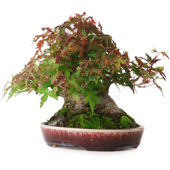 Acer palmatum, 19 cm, ± 30 jaar oud, zonder gesloten nebari, maar met goede versmalling en wortels van 12,5 cm breed, in een handgemaakte Japanse pot van Aiba Koyou, gefotografeerd in herfstkleuren (20 oktober)