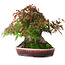 Acer palmatum, 19 cm, ± 30 Jahre alt, ohne geschlossenen Wurzelhals, aber mit guter Verjüngung und Wurzeln von 12,5 cm Breite, in einem handgefertigten japanischen Topf von Aiba Koyou, fotografiert in Herbstfarben (20. Oktober)