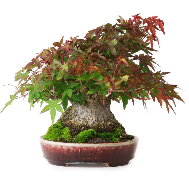 Acer palmatum, 19 cm, ± 30 years old, without a closed nebari, but with good tapering and roots of 12,5 cm wide, in a handmade Japanese pot by Aiba Koyou, photographed in autumn colours (October 20)