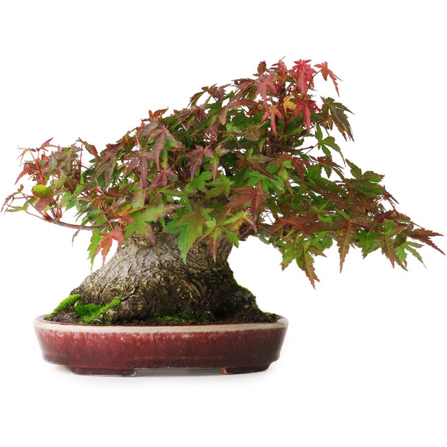 Acer palmatum, 19 cm, ± 30 anni, senza nebari chiuso, ma con una buona conicità e radici larghe 12,5 cm, in un vaso giapponese fatto a mano da Aiba Koyou, fotografato nei colori autunnali (20 ottobre)