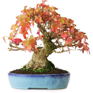 Acer buergerianum, 19,5 cm, ± 25 años