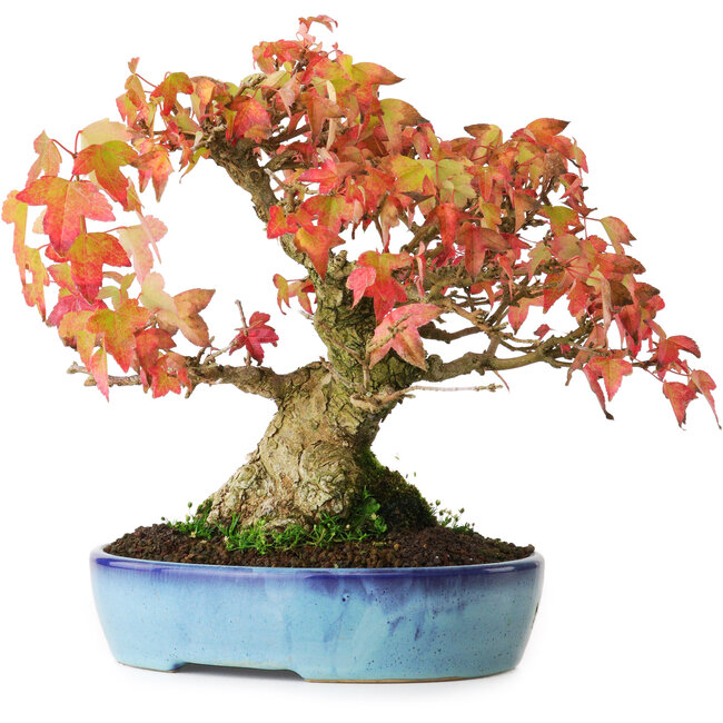 Acer buergerianum, 19,5 cm, ± 25 Jahre alt, fotografiert in Herbstfarben (20. Oktober)