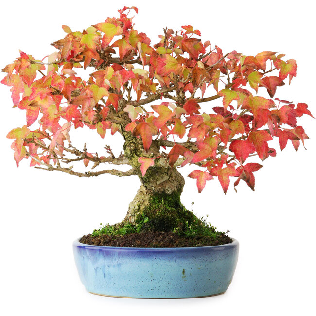 Acer buergerianum, 19,5 cm, ± 25 anni, fotografato nei colori autunnali (20 ottobre)