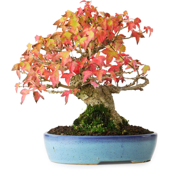 Acer buergerianum, 19,5 cm, ± 25 years old, photographed in autumn colours (October 20)