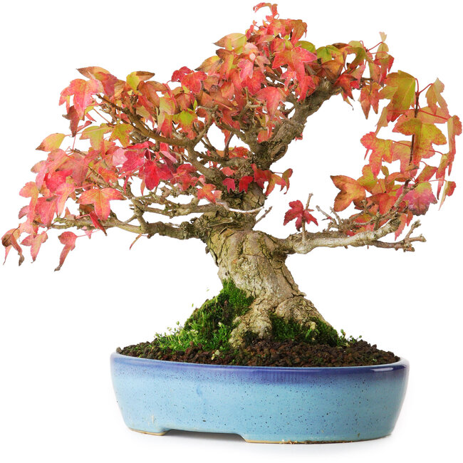 Acer buergerianum, 19,5 cm, ± 25 ans, photographié aux couleurs d'automne (20 octobre)