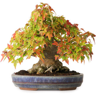 Acer buergerianum, 20,5 cm, ± 25 anni