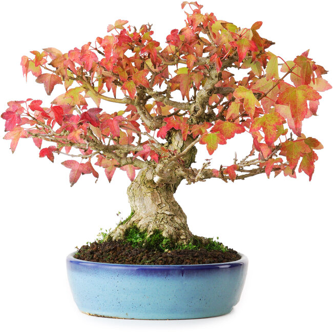 Acer buergerianum, 19,5 cm, ± 25 jaar oud, gefotografeerd in herfstkleuren (20 oktober)
