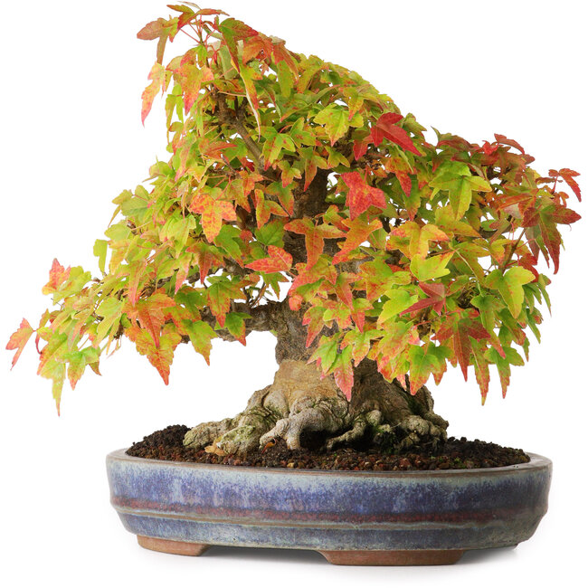 Acer buergerianum, 20,5 cm, ± 25 Jahre alt, fotografiert in Herbstfarben (20. Oktober)