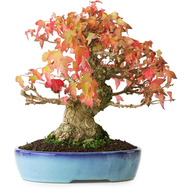 Acer buergerianum, 19,5 cm, ± 25 ans, photographié aux couleurs d'automne (20 octobre)