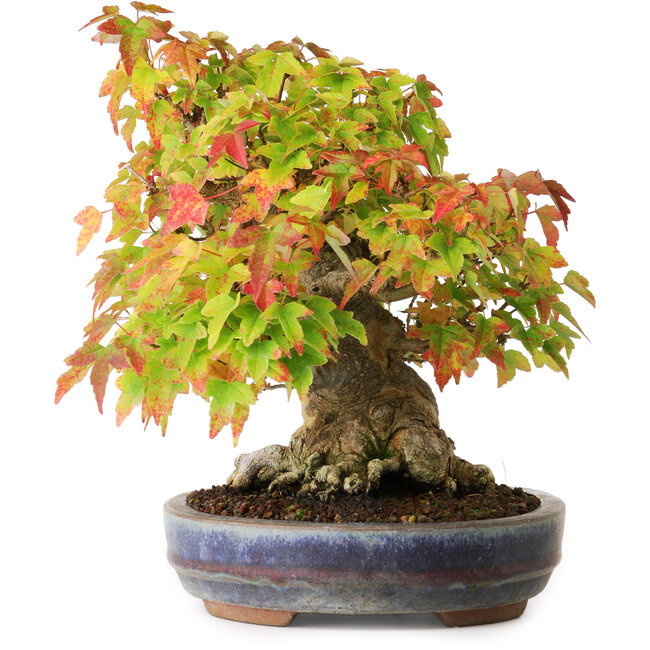 Acer buergerianum, 20,5 cm, ± 25 años, fotografiado con colores otoñales (20 de octubre)