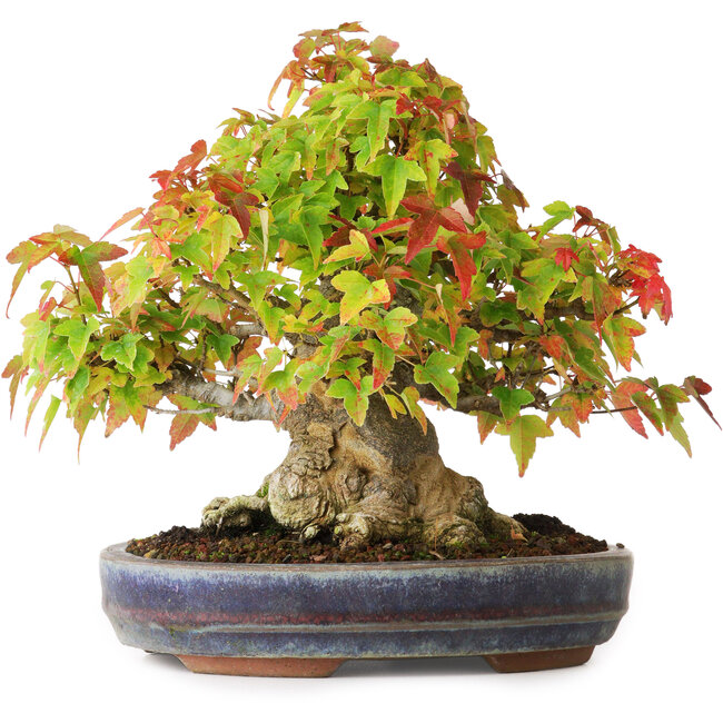 Acer buergerianum, 20,5 cm, ± 25 anni, fotografato nei colori autunnali (20 ottobre)