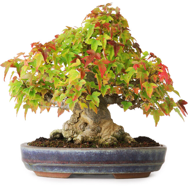 Acer buergerianum, 20,5 cm, ± 25 years old, photographed in autumn colours (October 20)