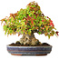 Acer buergerianum, 20,5 cm, ± 25 años, fotografiado con colores otoñales (20 de octubre)