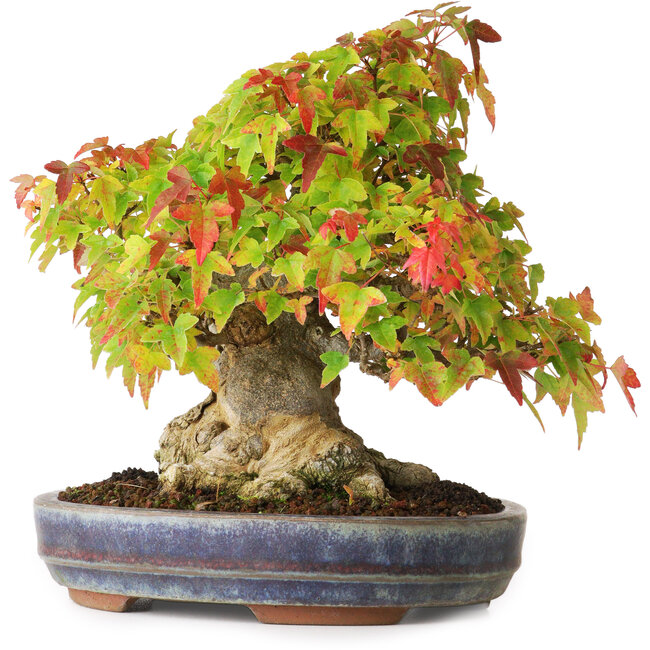 Acer buergerianum, 20,5 cm, ± 25 jaar oud, gefotografeerd in herfstkleuren (20 oktober)