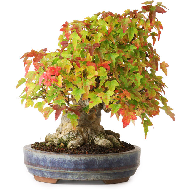 Acer buergerianum, 20,5 cm, ± 25 años, fotografiado con colores otoñales (20 de octubre)