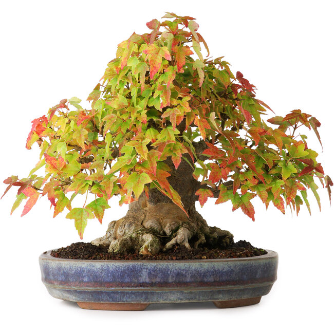 Acer buergerianum, 20,5 cm, ± 25 anni, fotografato nei colori autunnali (20 ottobre)
