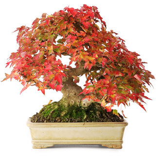 Acer buergerianum, 20,5 cm, ± 25 Jahre alt