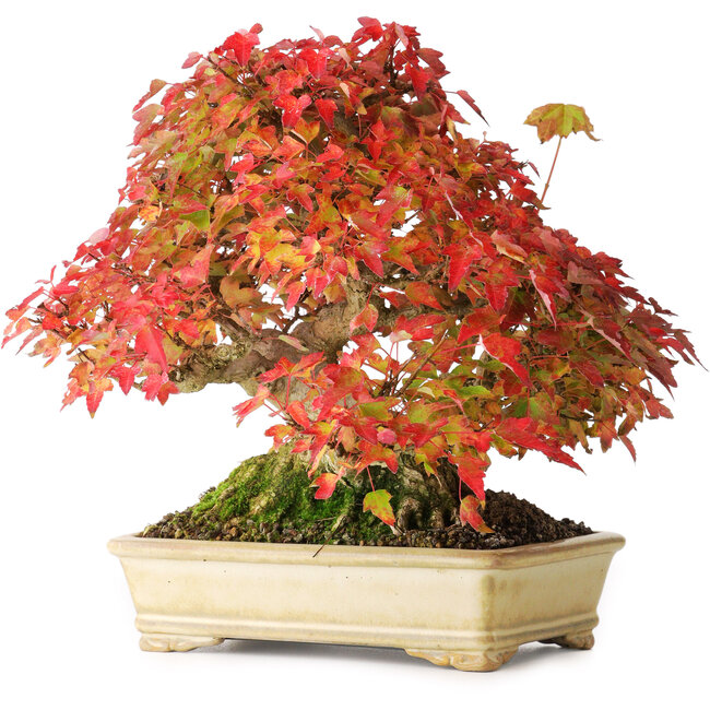 Acer buergerianum, 20,5 cm, ± 25 años, fotografiado con colores otoñales (20 de octubre)