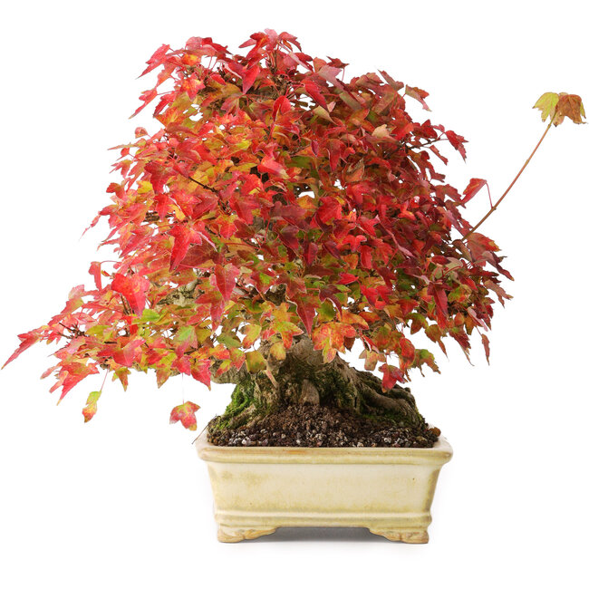 Acer buergerianum, 20,5 cm, ± 25 años, fotografiado con colores otoñales (20 de octubre)