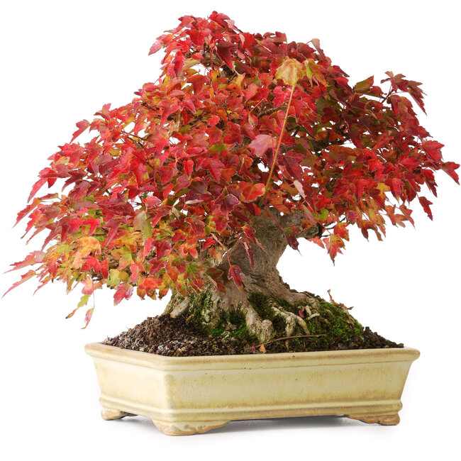 Acer buergerianum, 20,5 cm, ± 25 jaar oud, gefotografeerd in herfstkleuren (20 oktober)