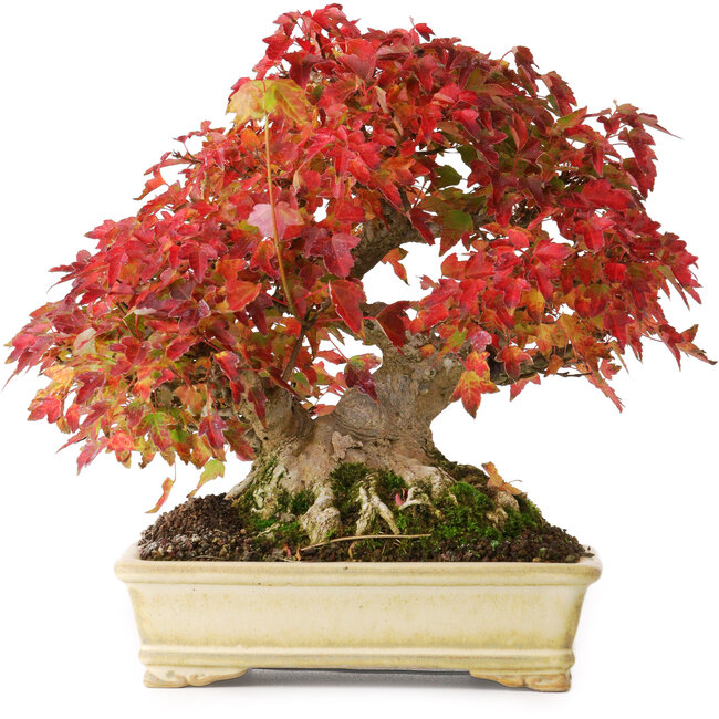 Acer buergerianum, 20,5 cm, ± 25 years old, photographed in autumn colours (October 20)