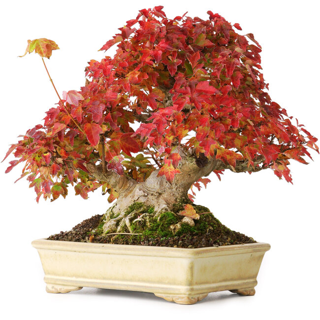 Acer buergerianum, 20,5 cm, ± 25 anni, fotografato nei colori autunnali (20 ottobre)