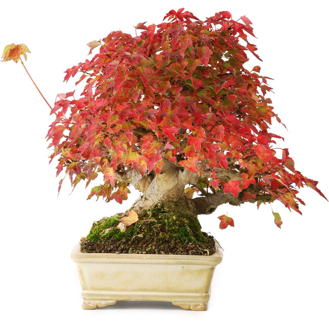 Acer buergerianum, 20,5 cm, ± 25 anni, fotografato nei colori autunnali (20 ottobre)