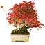 Acer buergerianum, 20,5 cm, ± 25 años, fotografiado con colores otoñales (20 de octubre)