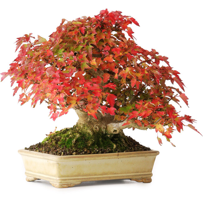 Acer buergerianum, 20,5 cm, ± 25 años, fotografiado con colores otoñales (20 de octubre)