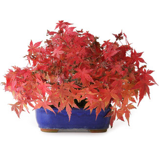 Acer palmatum, 15,5 cm, ± 25 ans