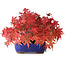 Acer palmatum, 15,5 cm, ± 25 anni, fotografato nei colori autunnali (20 ottobre)