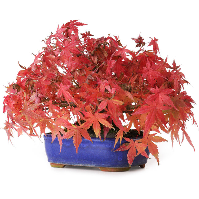Acer palmatum, 15,5 cm, ± 25 años, fotografiado con colores otoñales (20 de octubre)
