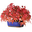 Acer palmatum, 15,5 cm, ± 25 años, fotografiado con colores otoñales (20 de octubre)