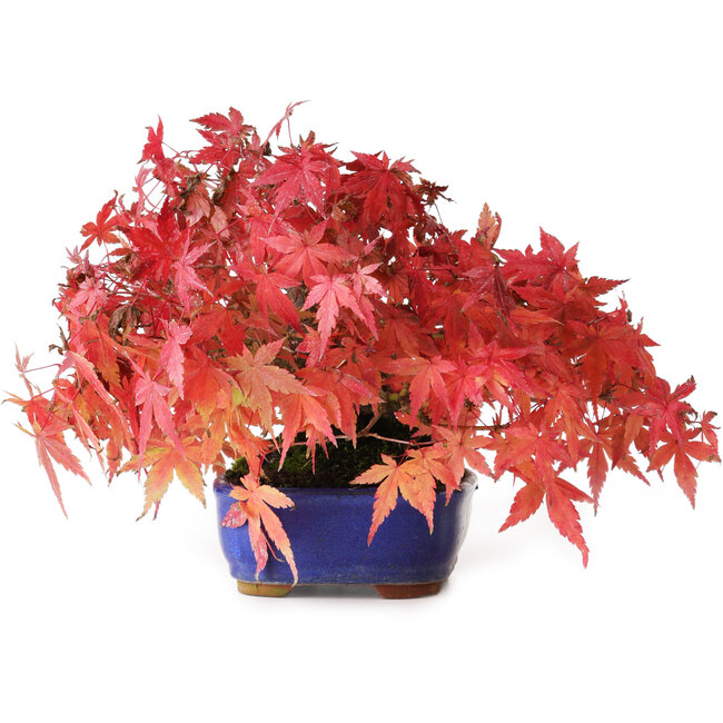 Acer palmatum, 15,5 cm, ± 25 jaar oud, gefotografeerd in herfstkleuren (20 oktober)