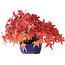 Acer palmatum, 15,5 cm, ± 25 Jahre alt, fotografiert in Herbstfarben (20. Oktober)