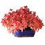 Acer palmatum, 15,5 cm, ± 25 years old, photographed in autumn colours (October 20)