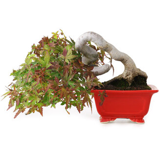 Acer palmatum, 12 cm, ± 20 jaar oud