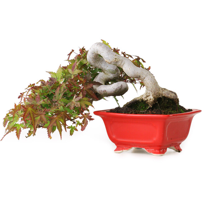 Acer palmatum, 12 cm, ± 20 ans, photographié aux couleurs d'automne (20 octobre)