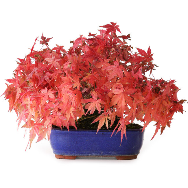 Acer palmatum, 15,5 cm, ± 25 ans, photographié aux couleurs d'automne (20 octobre)