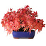Acer palmatum, 15,5 cm, ± 25 anni, fotografato nei colori autunnali (20 ottobre)